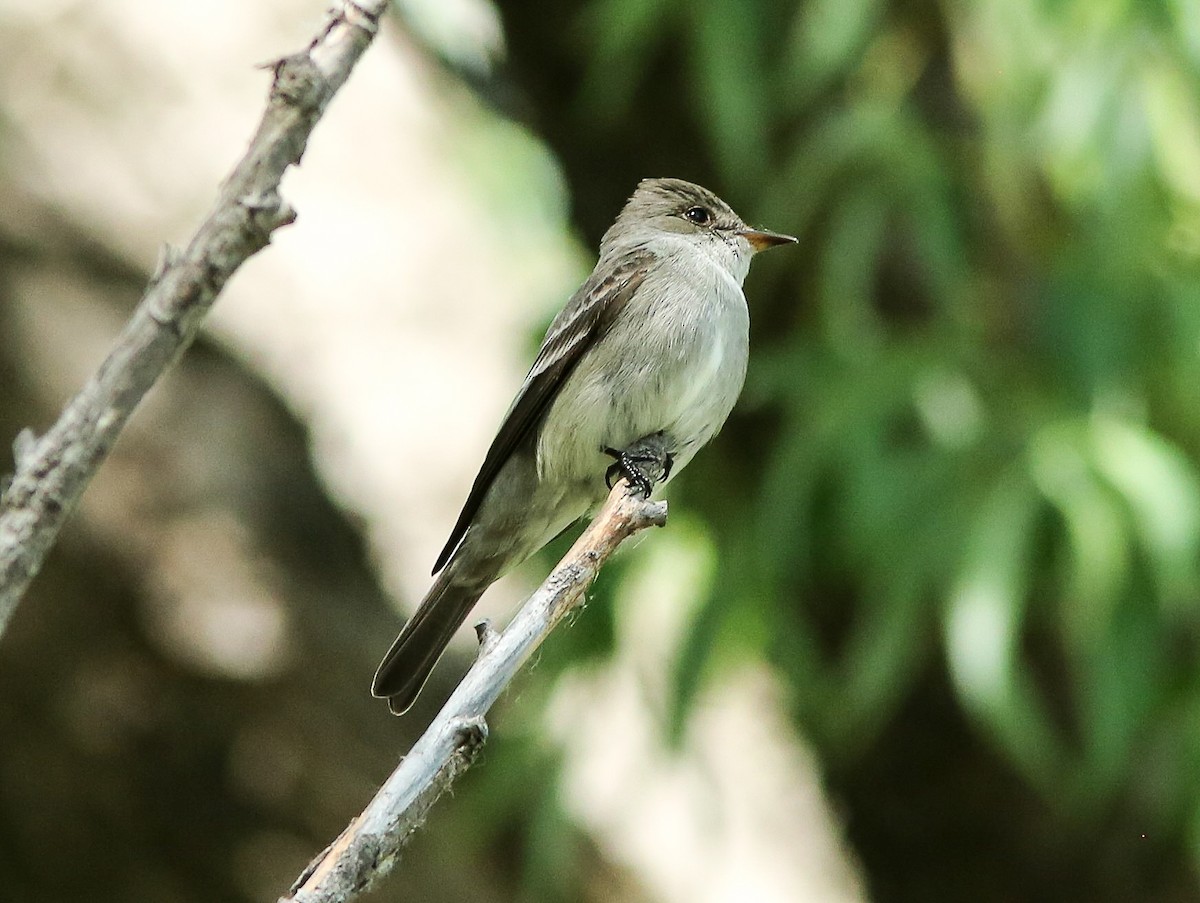 Western Wood-Pewee - ML620647921