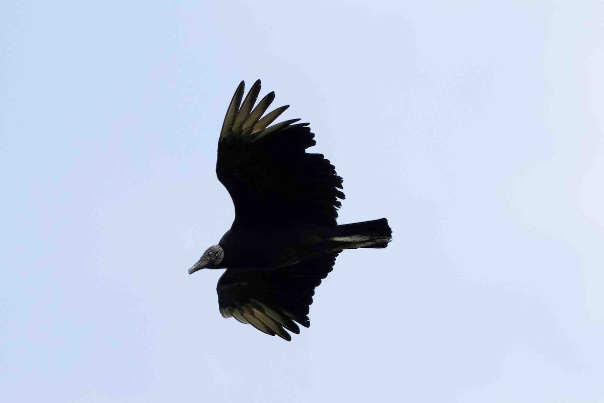 Black Vulture - ML620647922