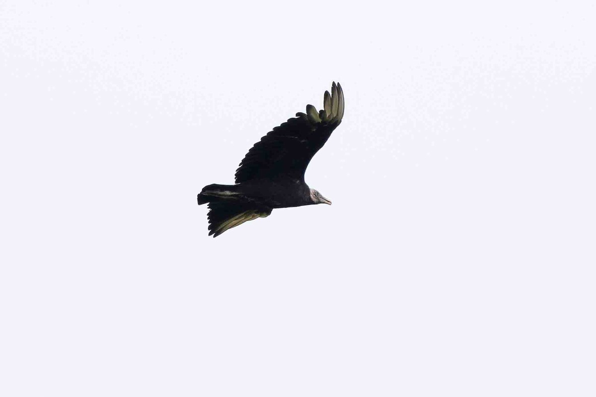 Black Vulture - ML620647923