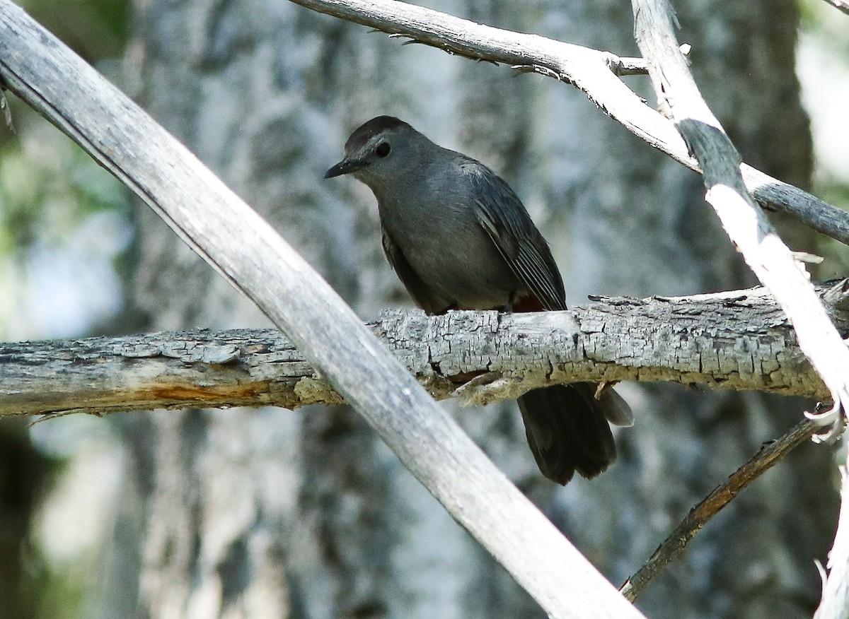 Gray Catbird - ML620647926