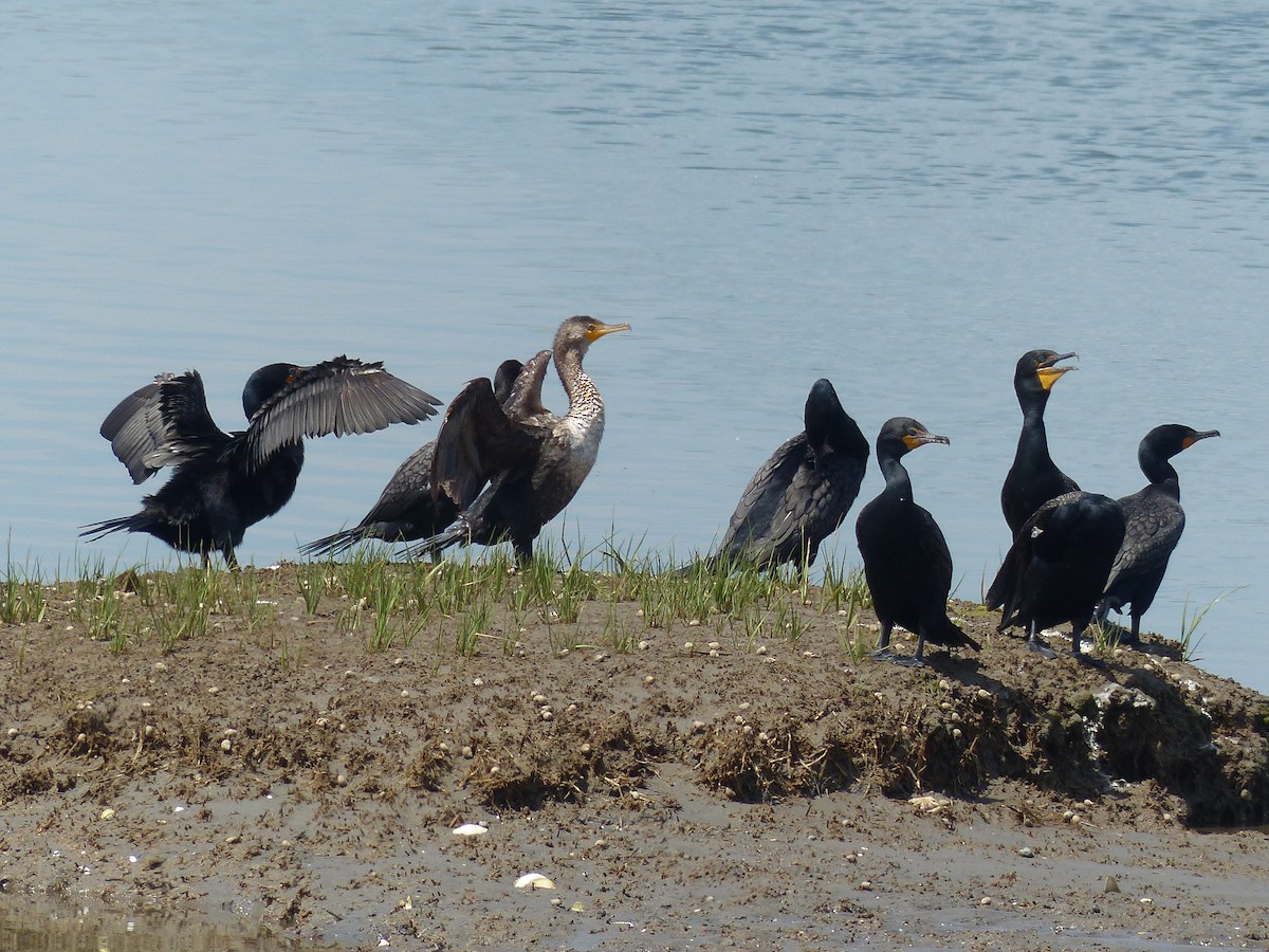 Double-crested Cormorant - ML620647927