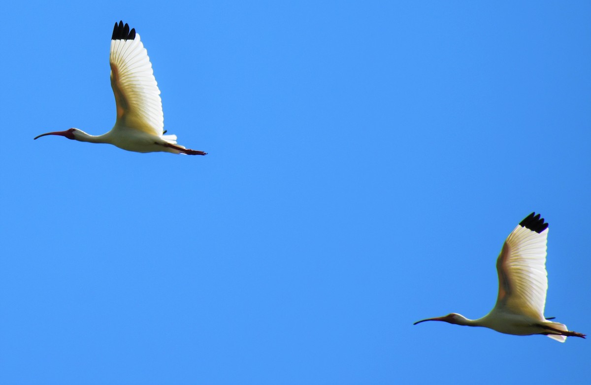 White Ibis - ML620647928