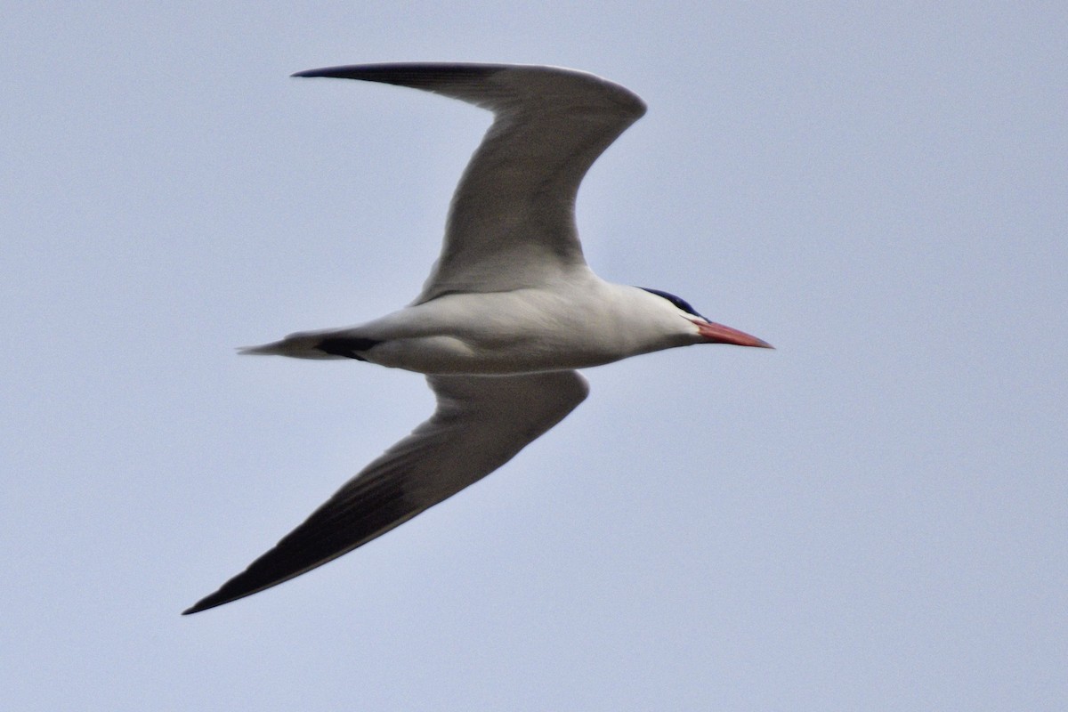 Caspian Tern - ML620647931