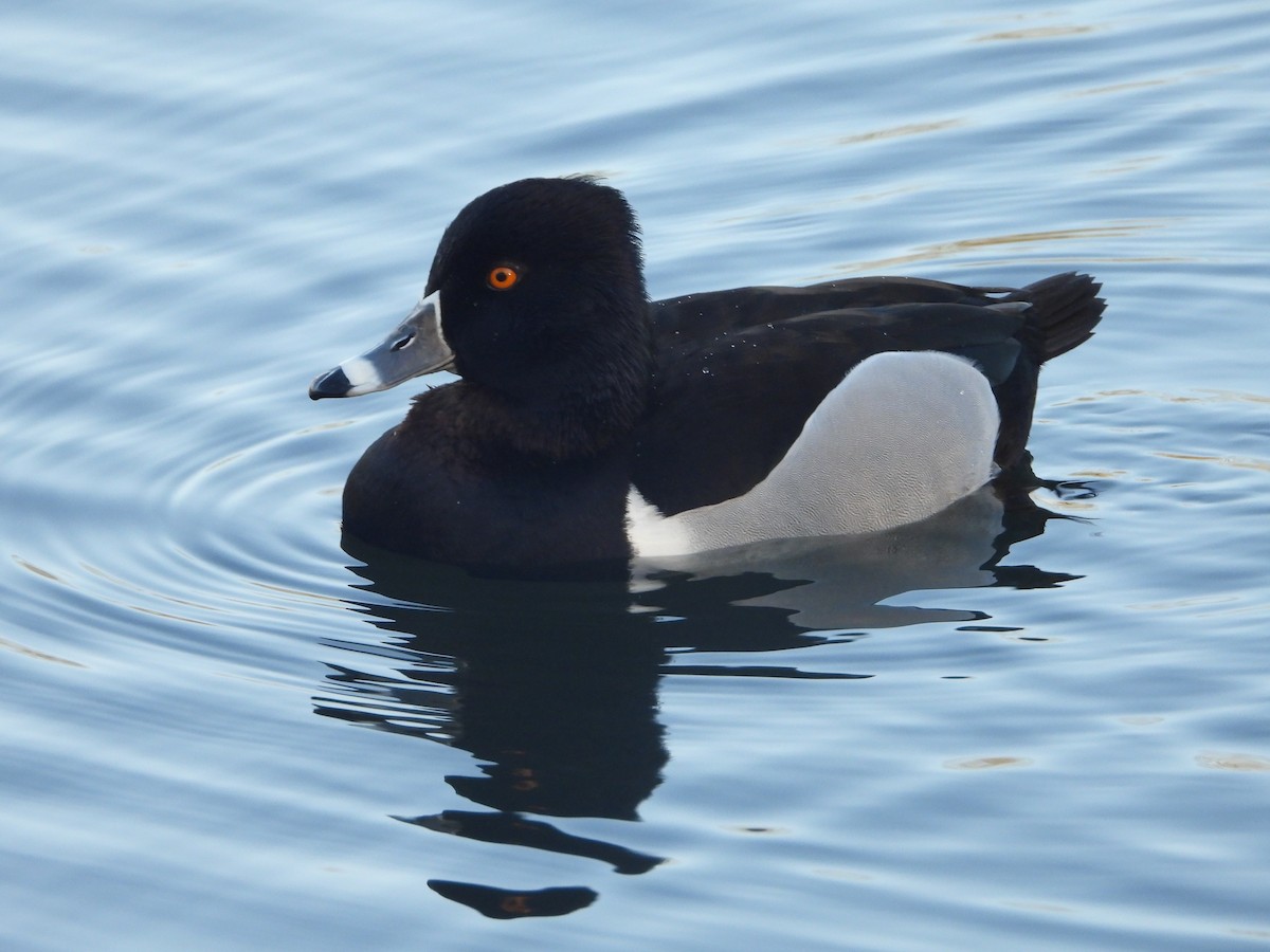 Ring-necked Duck - ML620647932