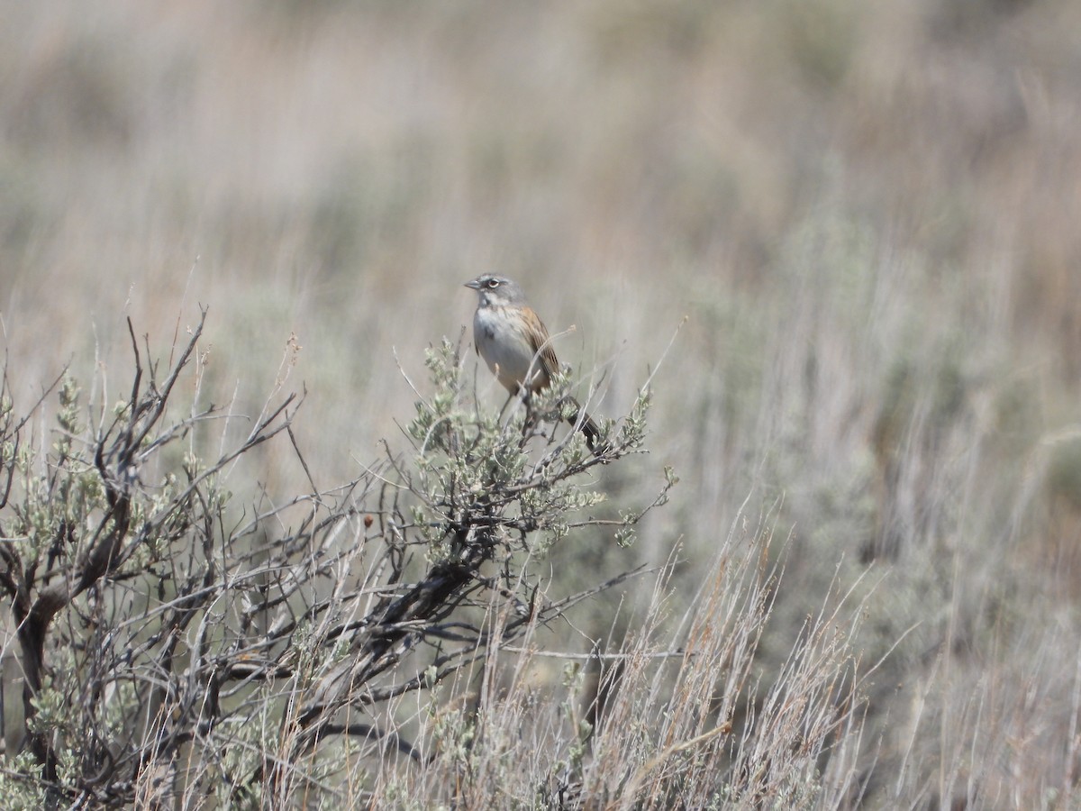 Sagebrush Sparrow - ML620647935