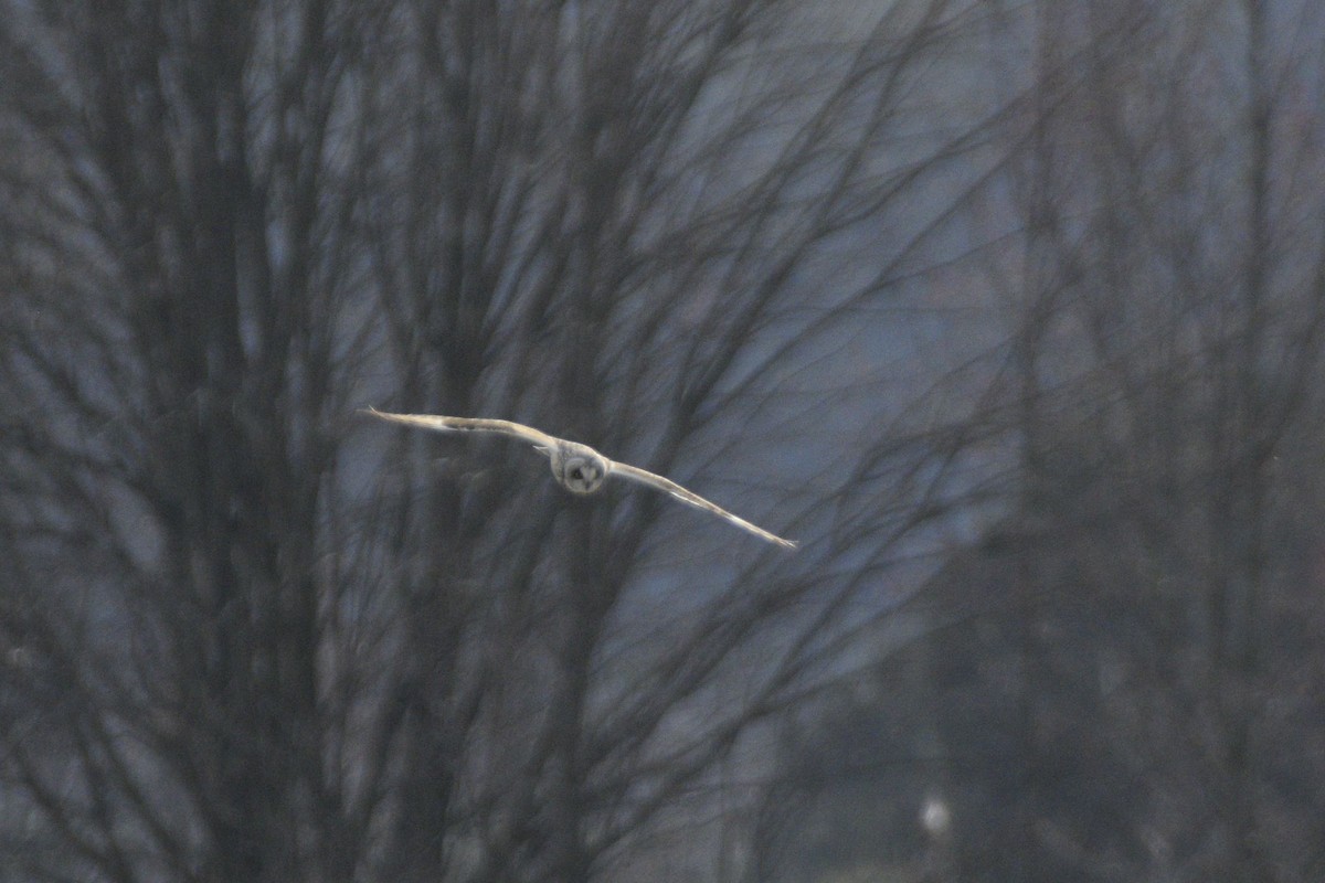 Short-eared Owl - ML620647939