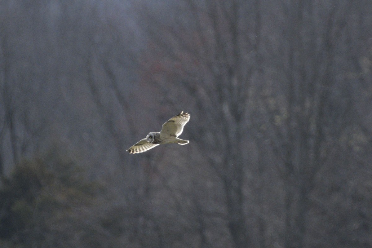 Short-eared Owl - ML620647940