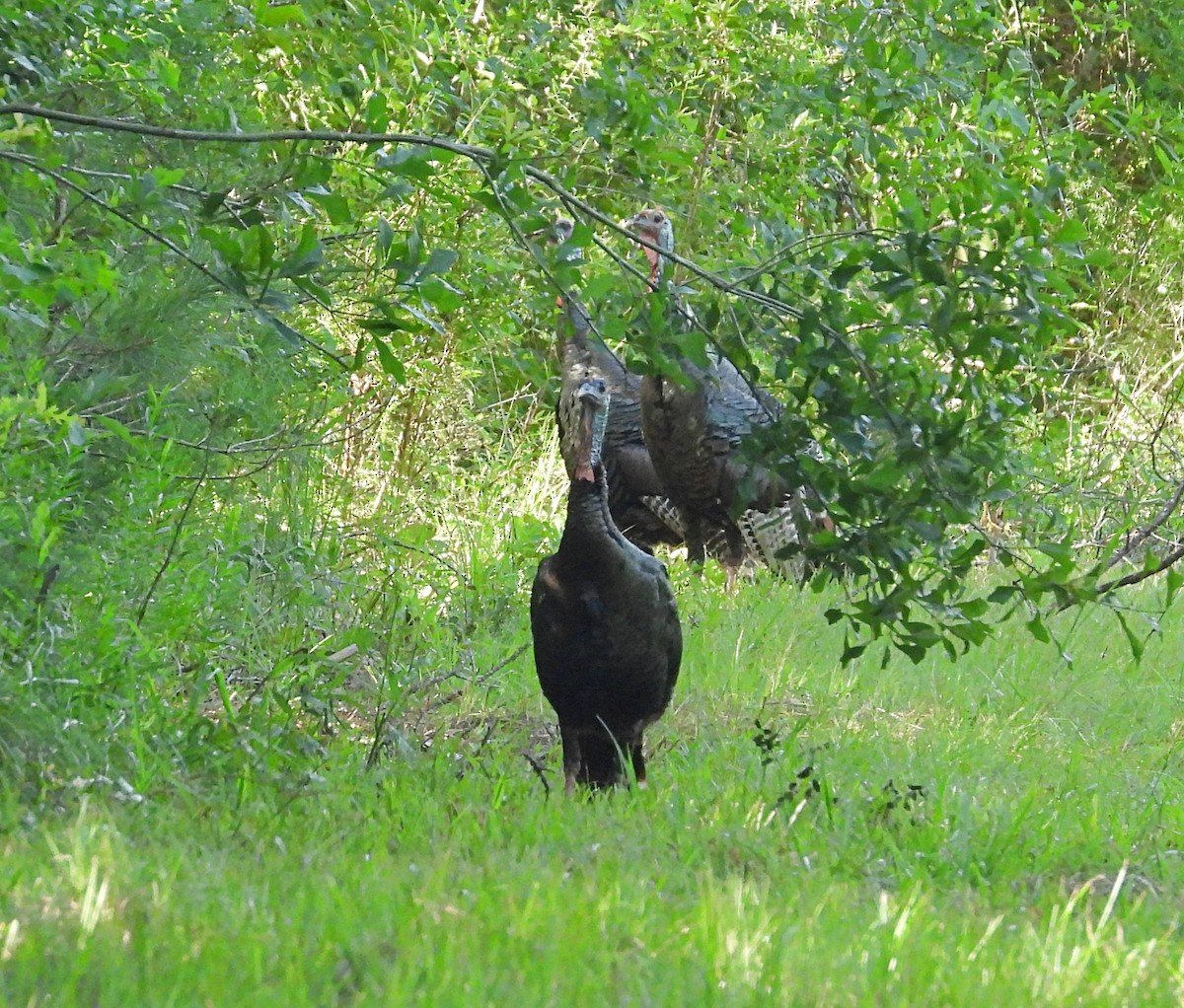 Wild Turkey - ML620647945