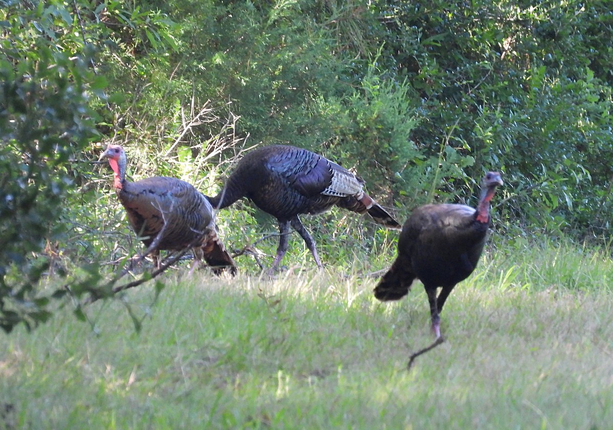 Wild Turkey - ML620647947