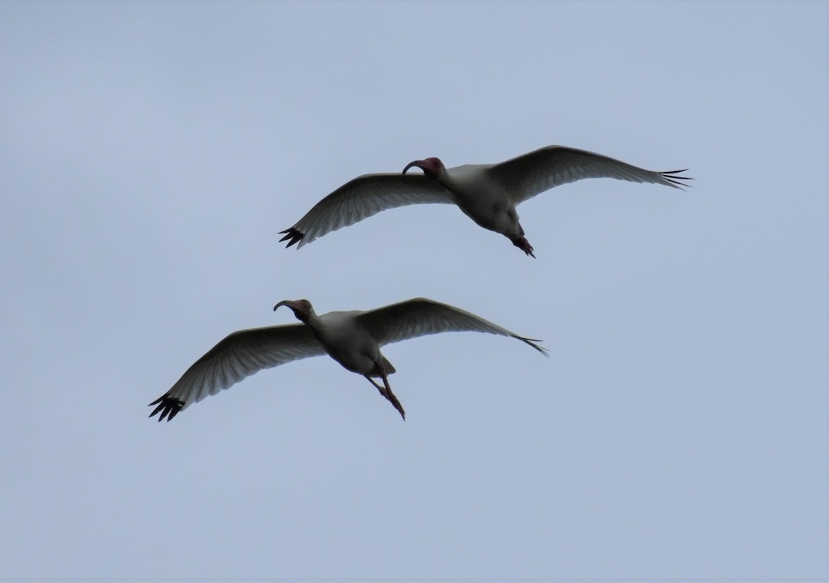 White Ibis - ML620647948