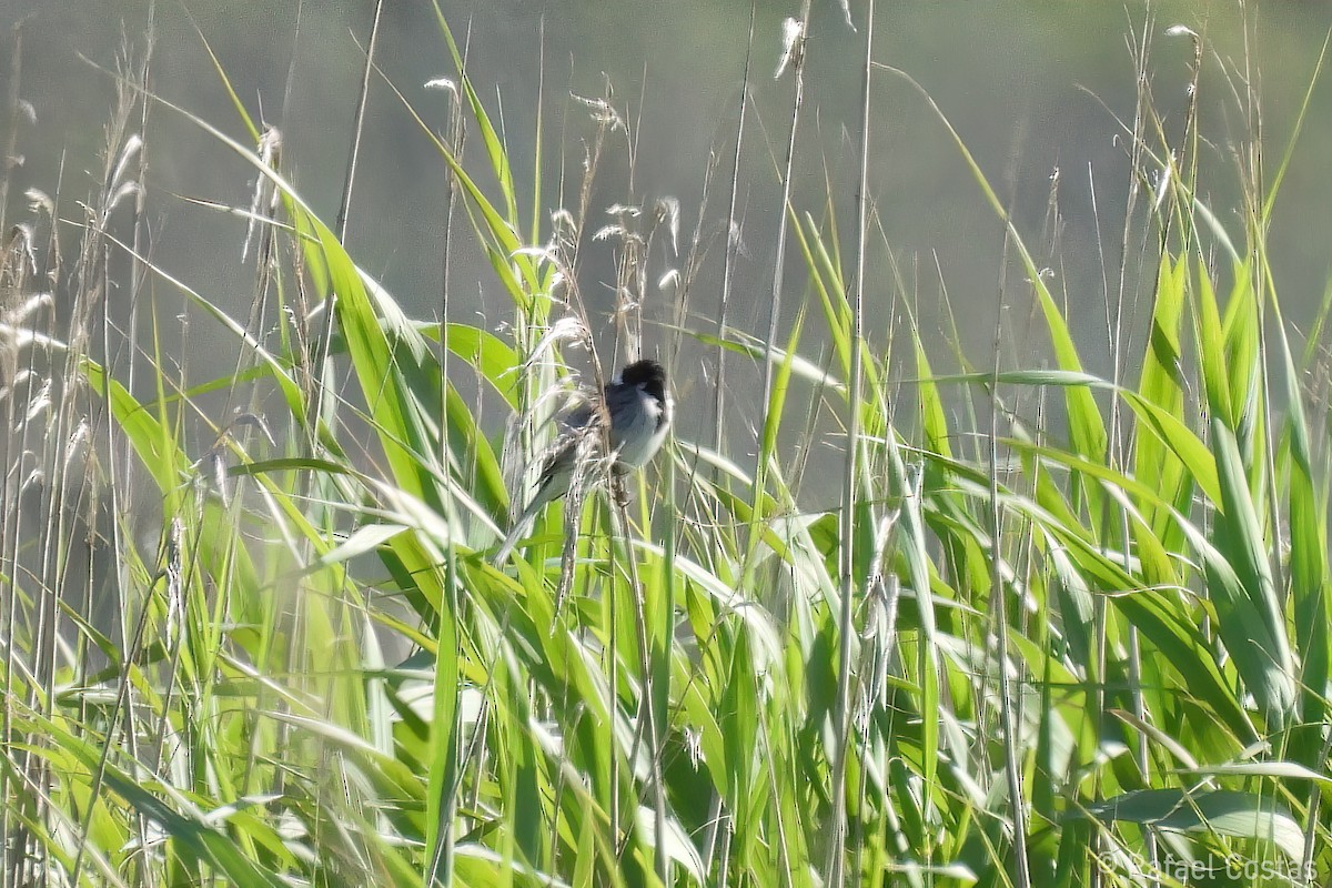 Reed Bunting - ML620647950