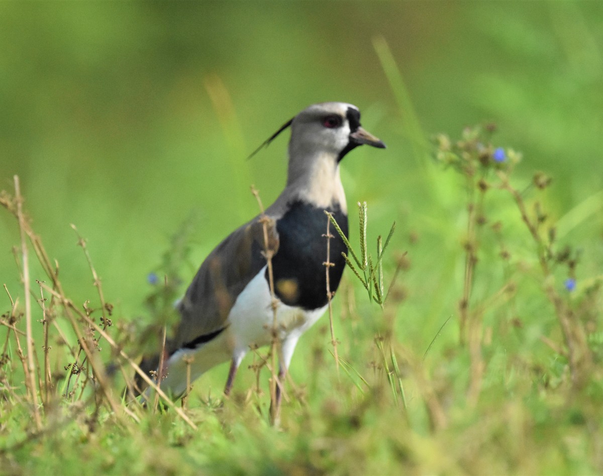 Southern Lapwing - ML620647951