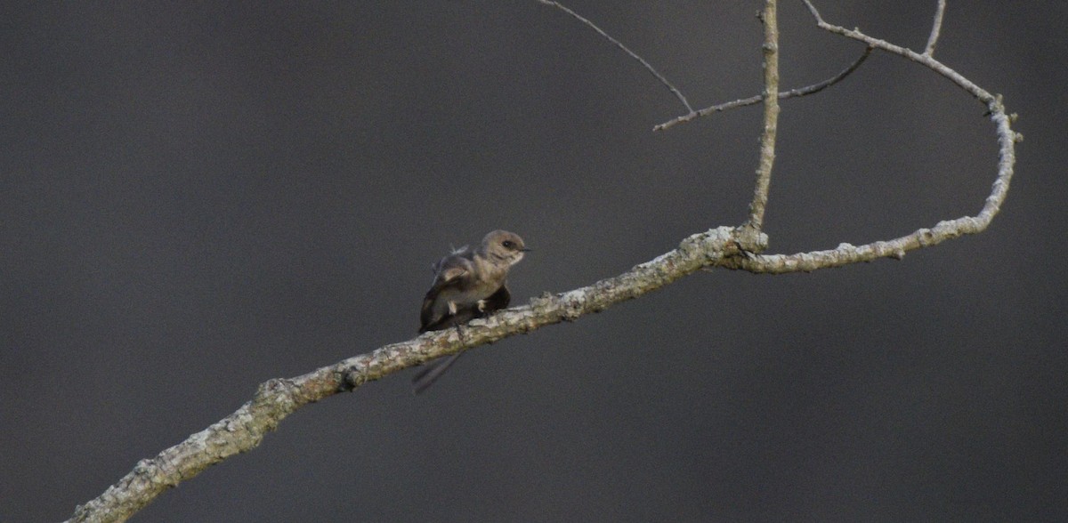 Golondrina Aserrada - ML620647954