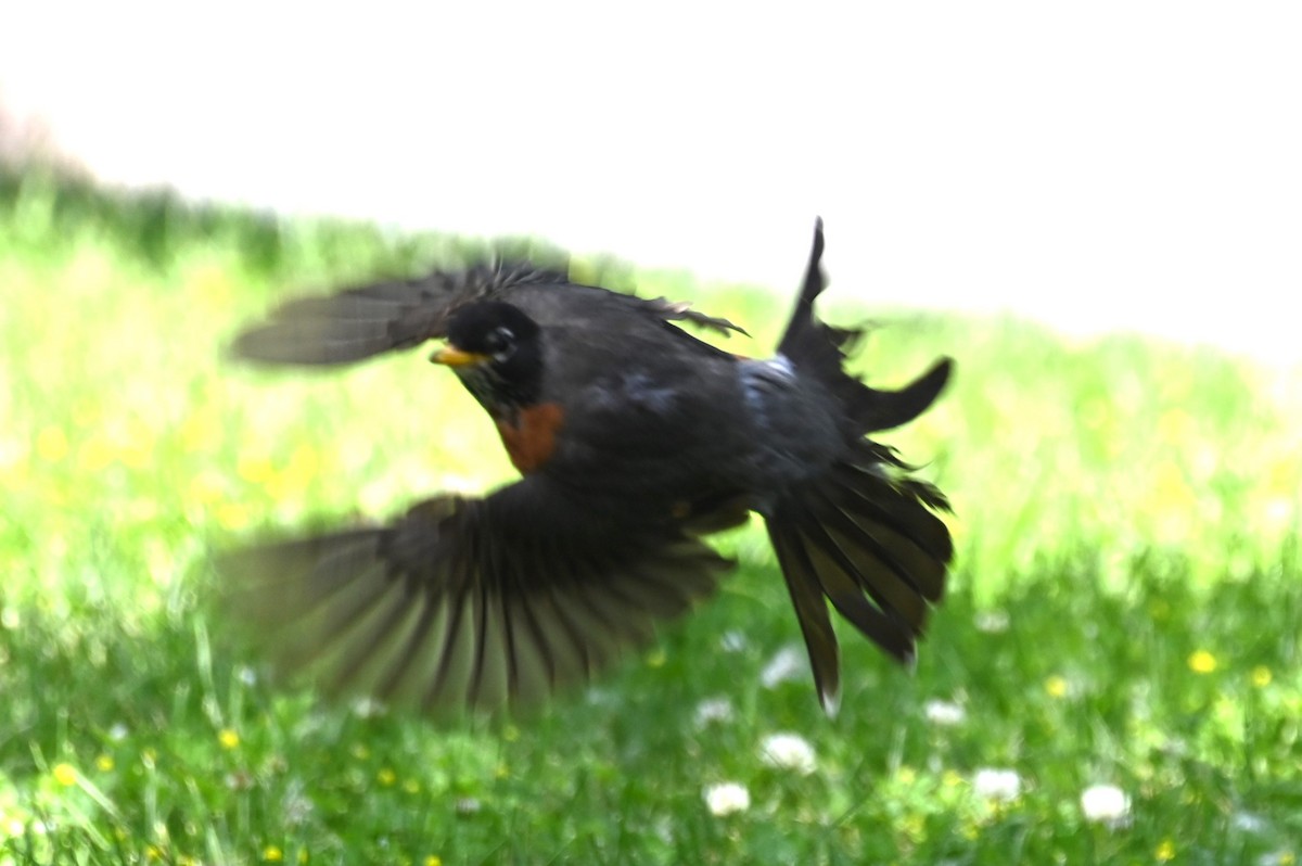 American Robin - ML620647955