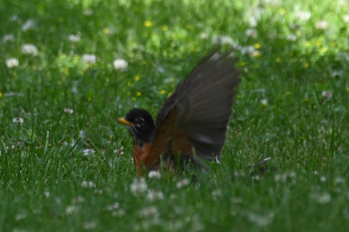 American Robin - ML620647956