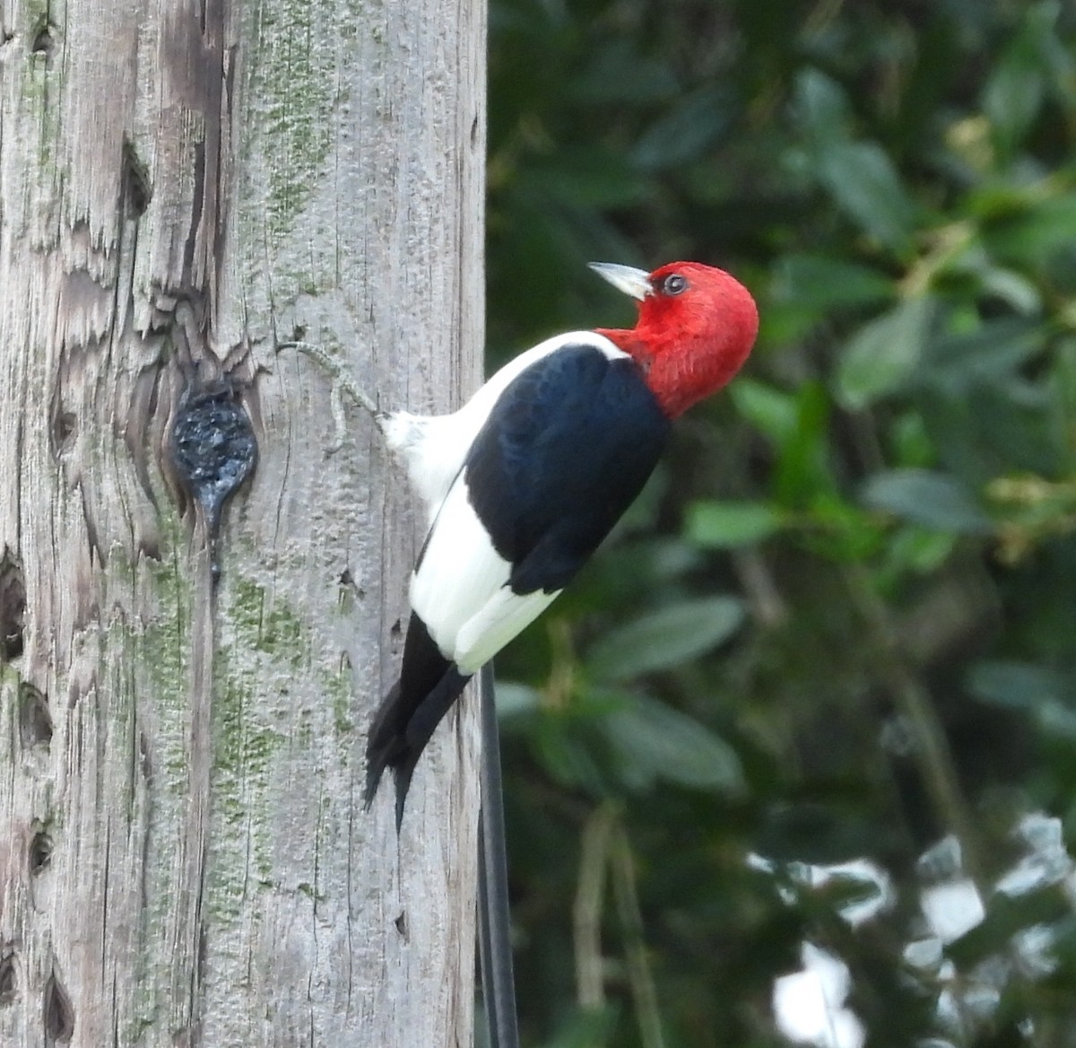 Red-headed Woodpecker - ML620647957