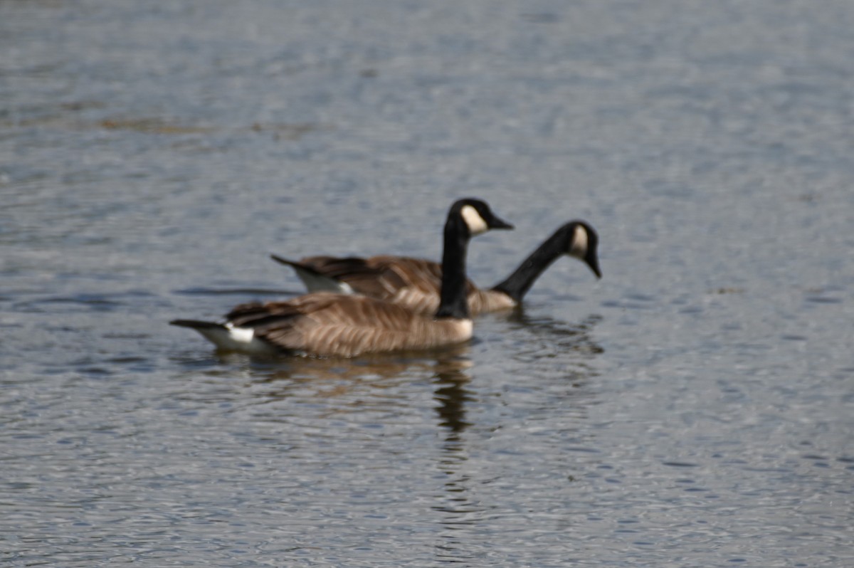 Canada Goose - ML620647959