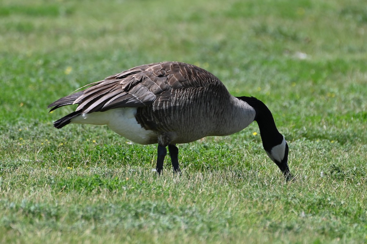 Canada Goose - ML620647960