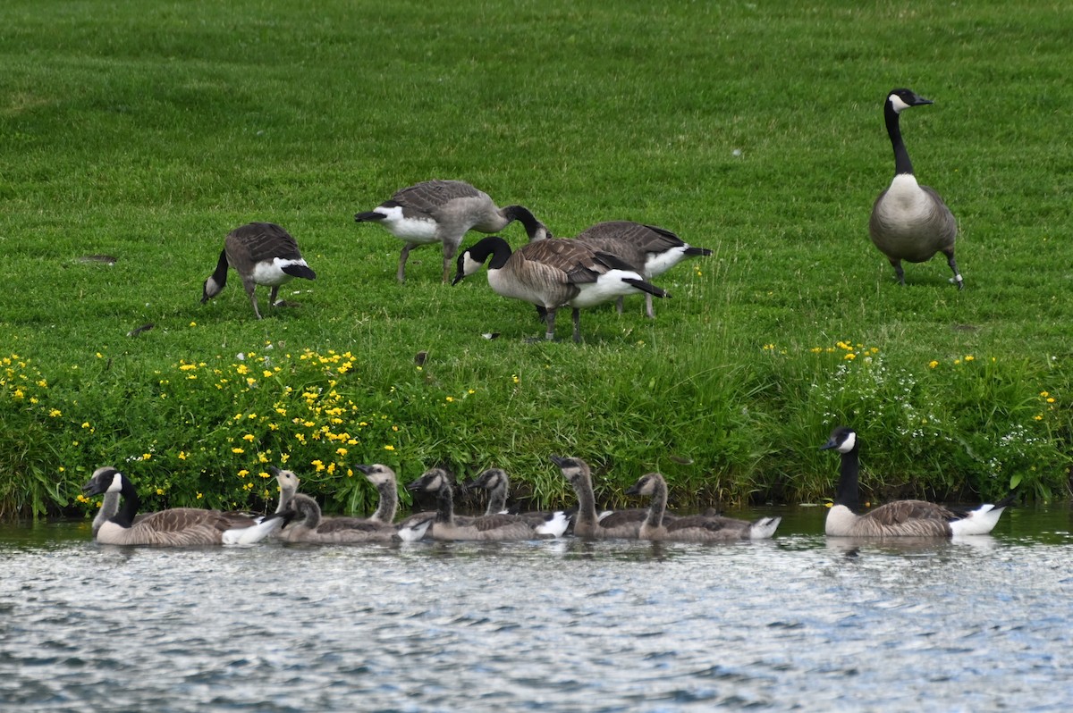 Canada Goose - Gil Aburto-Avila