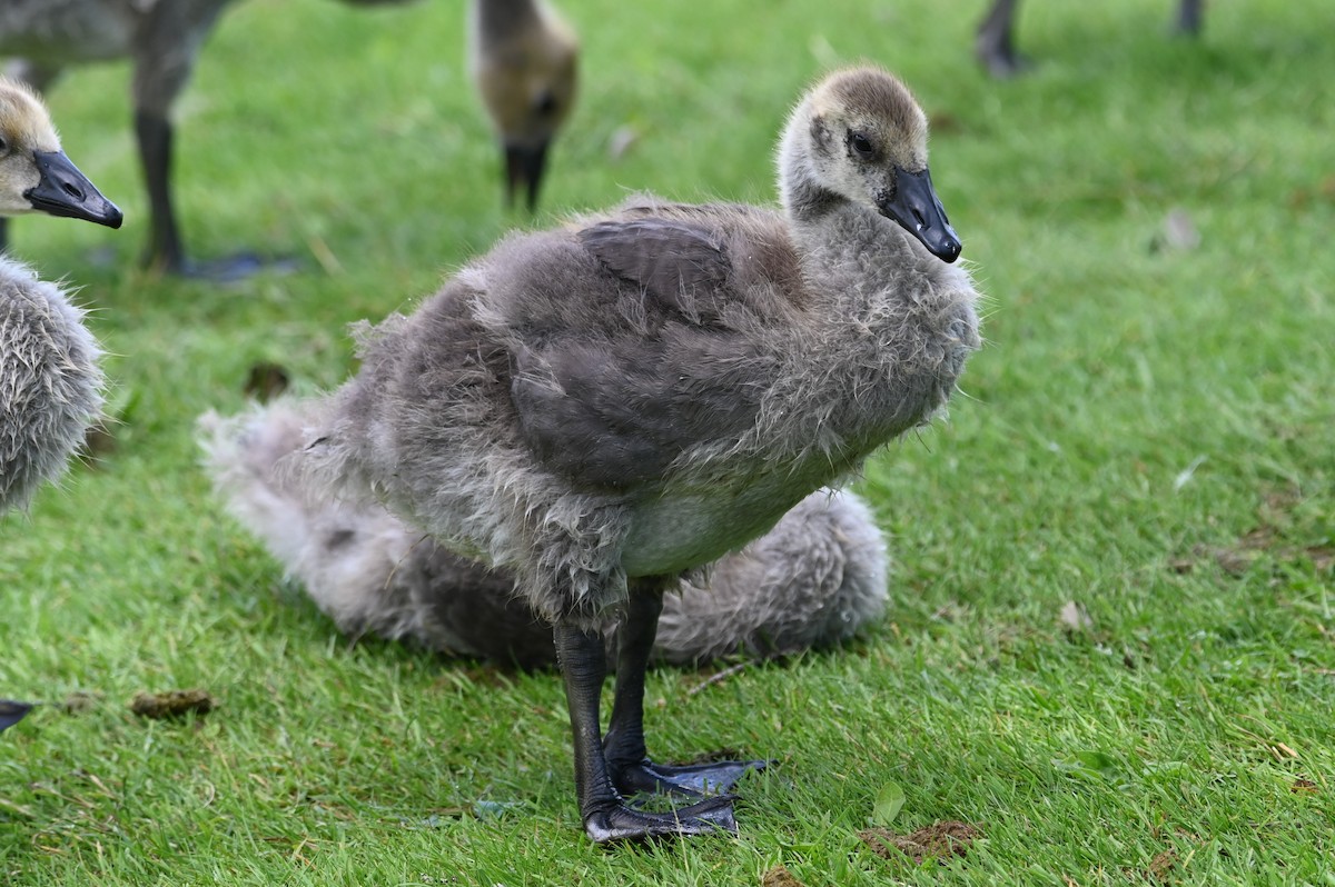 Canada Goose - ML620647966