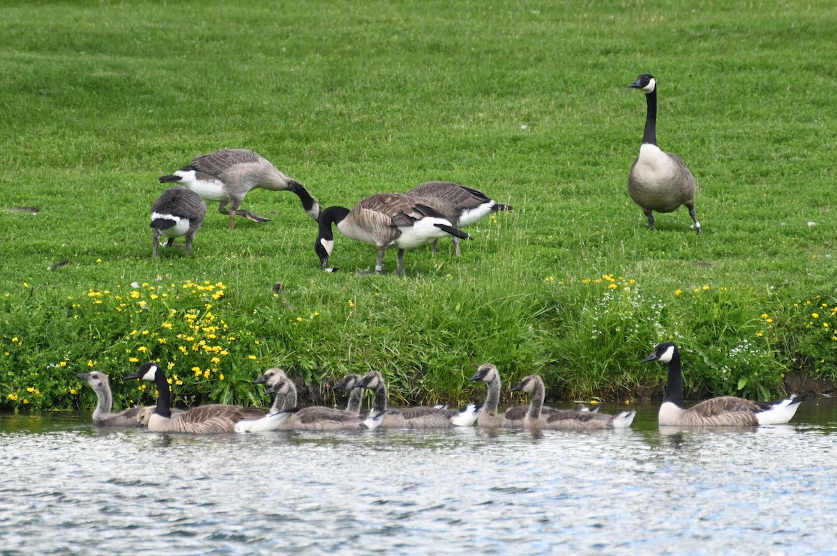 Canada Goose - ML620647967