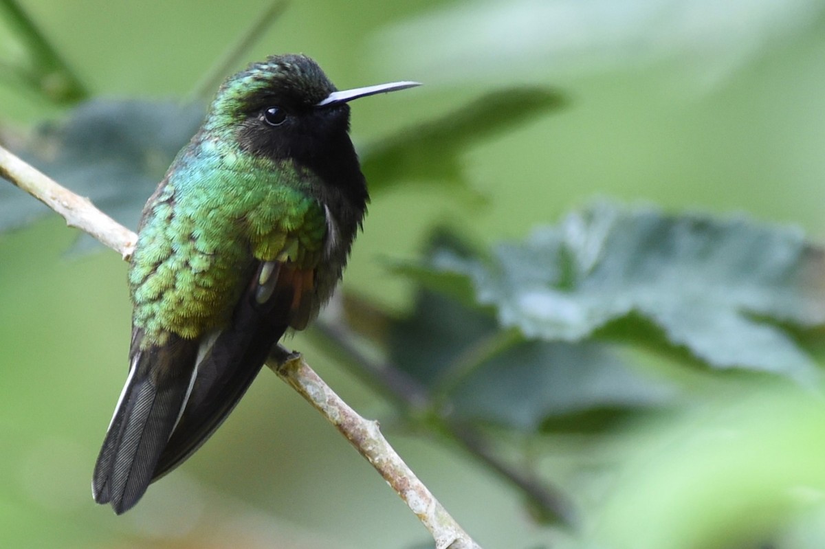 Colibrí Ventrinegro - ML620647968