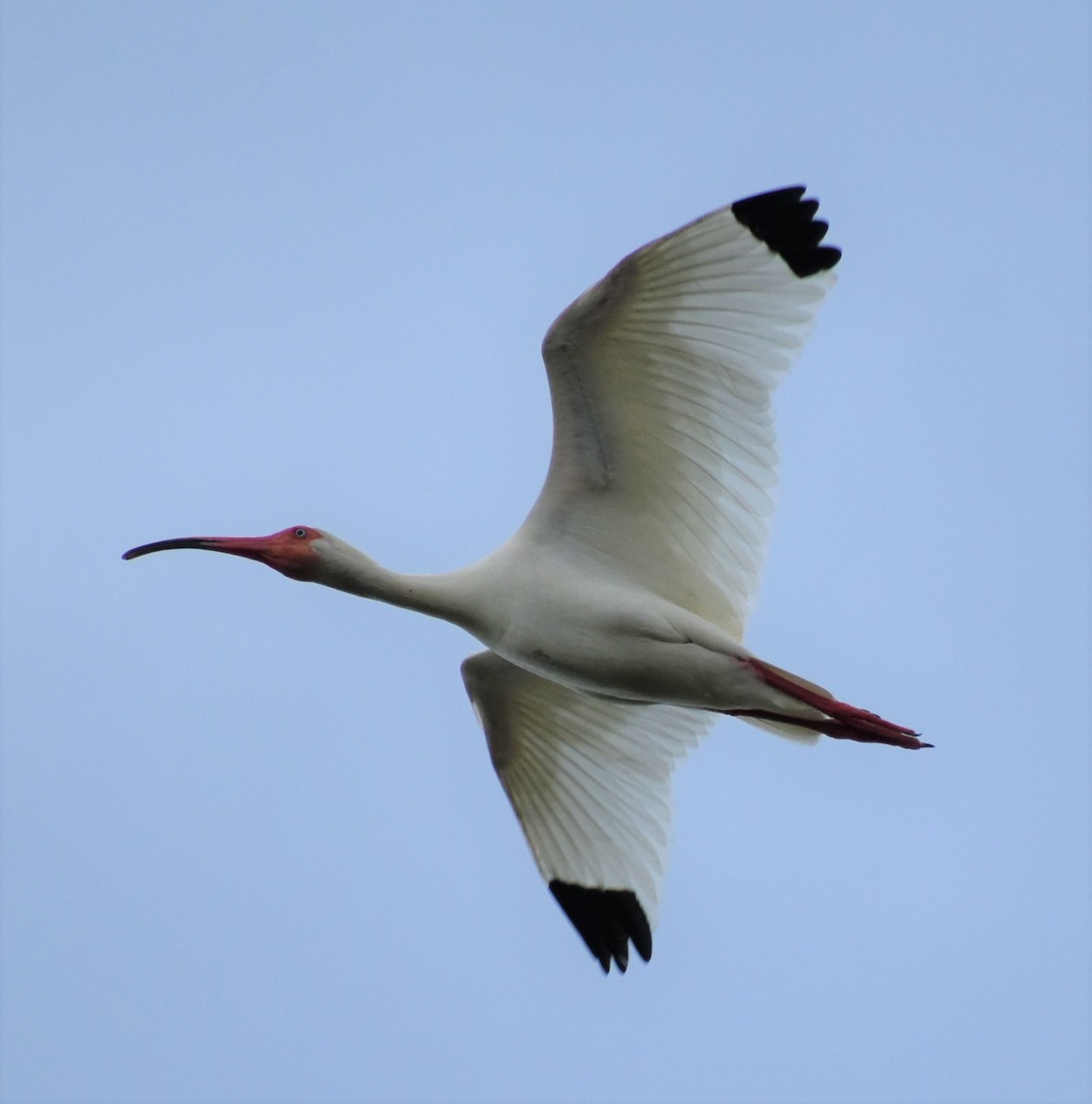 Ibis blanc - ML620647969