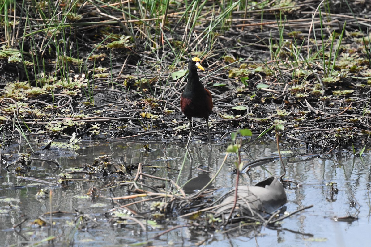 Northern Jacana - Jerry Davis