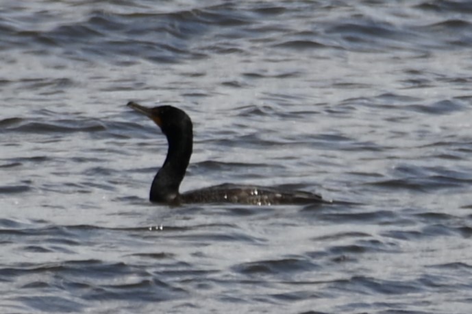 Double-crested Cormorant - ML620647973