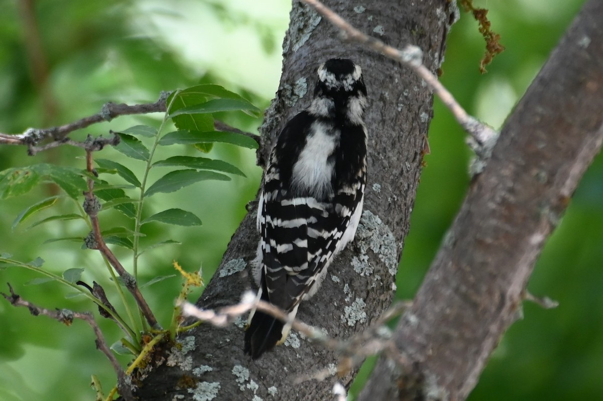 Downy Woodpecker - ML620647977