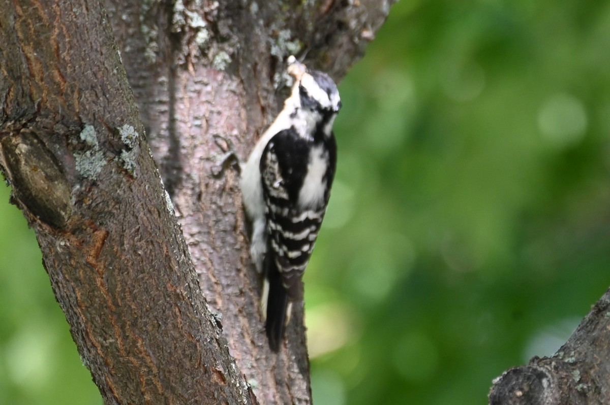 Downy Woodpecker - ML620647978