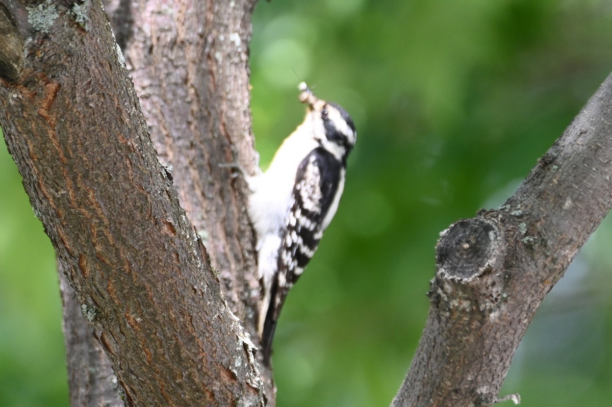 Downy Woodpecker - ML620647979