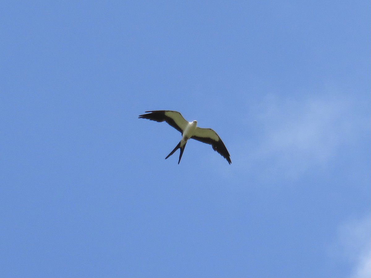 Swallow-tailed Kite - ML620647980