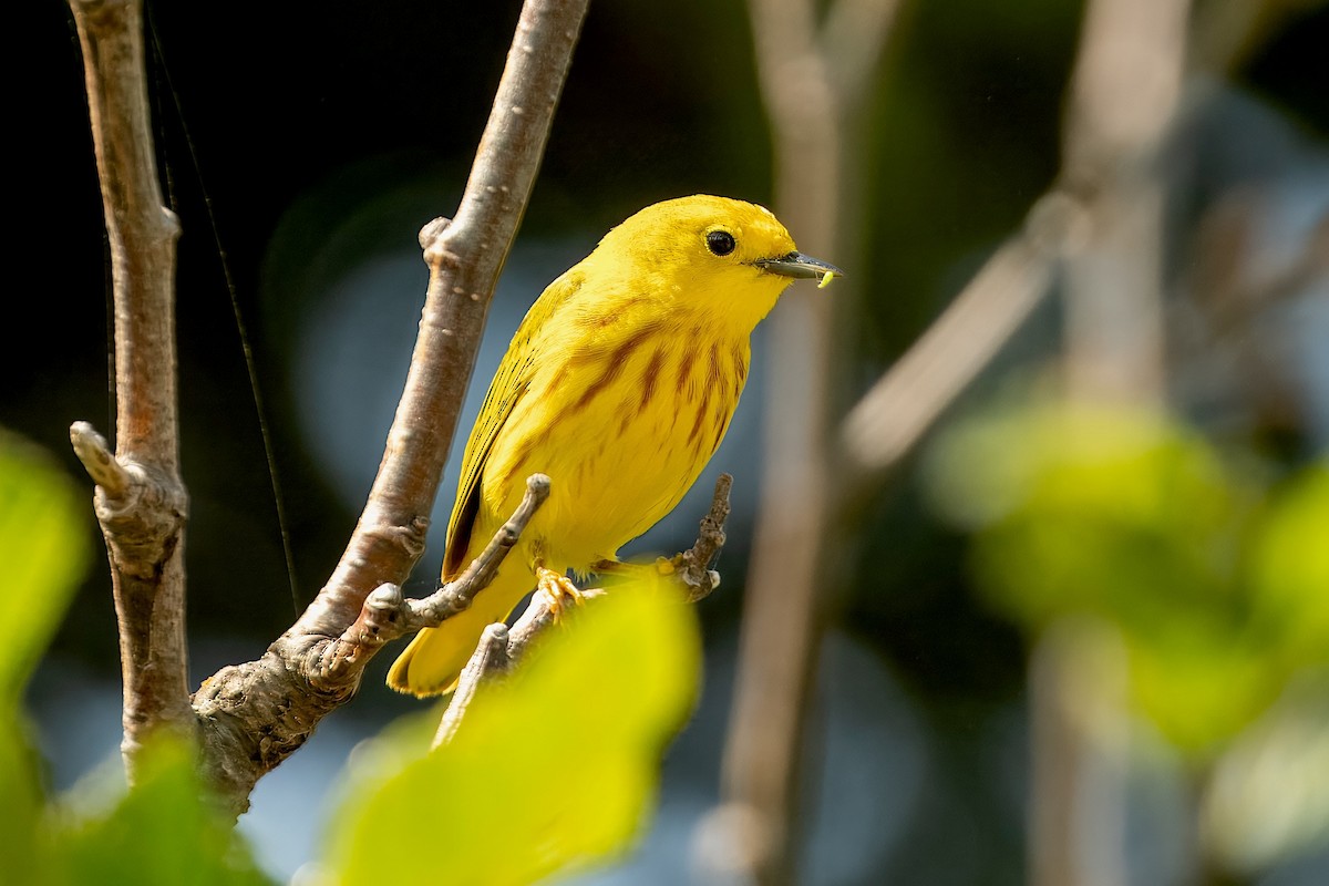 Yellow Warbler - ML620647985