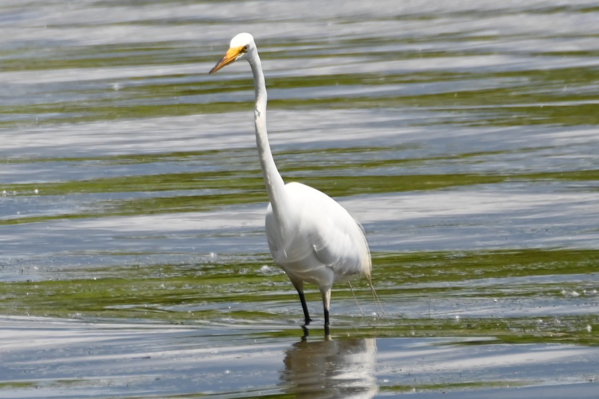 Great Egret - ML620647986