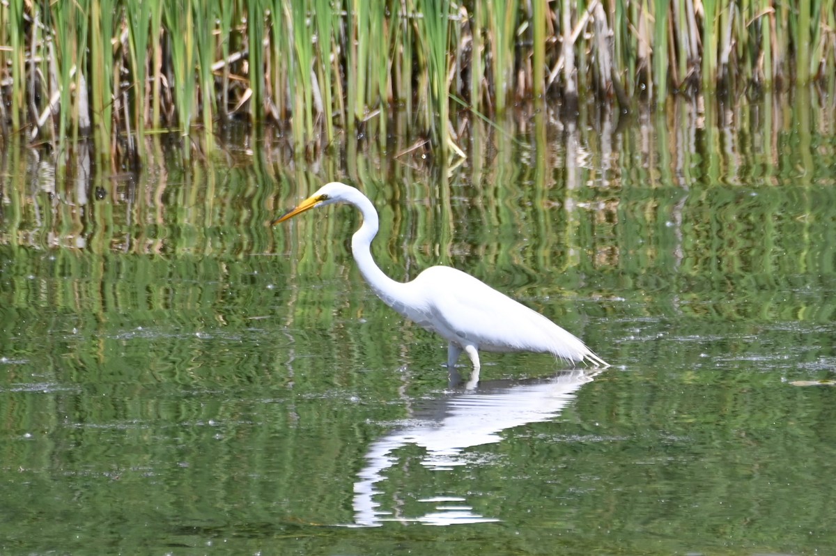 Great Egret - ML620647989