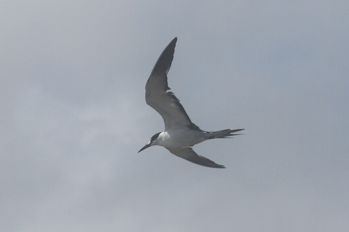 Sooty Tern - ML620647994