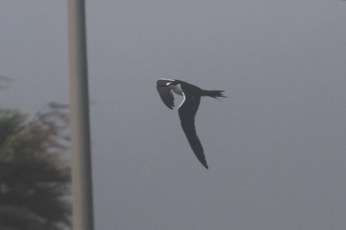 Sooty Tern - ML620647995