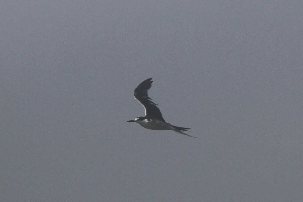 Sooty Tern - ML620647996