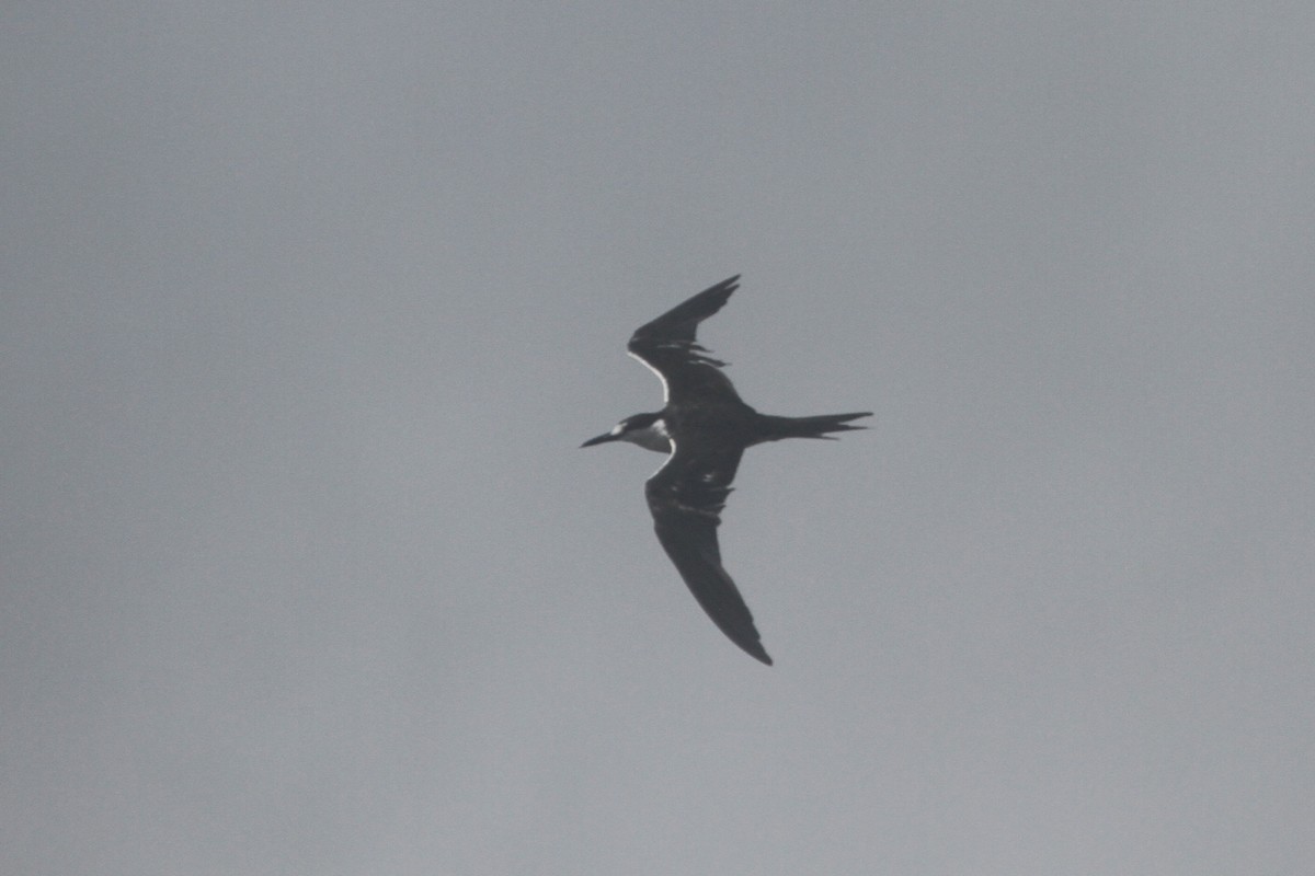 Sooty Tern - ML620647999