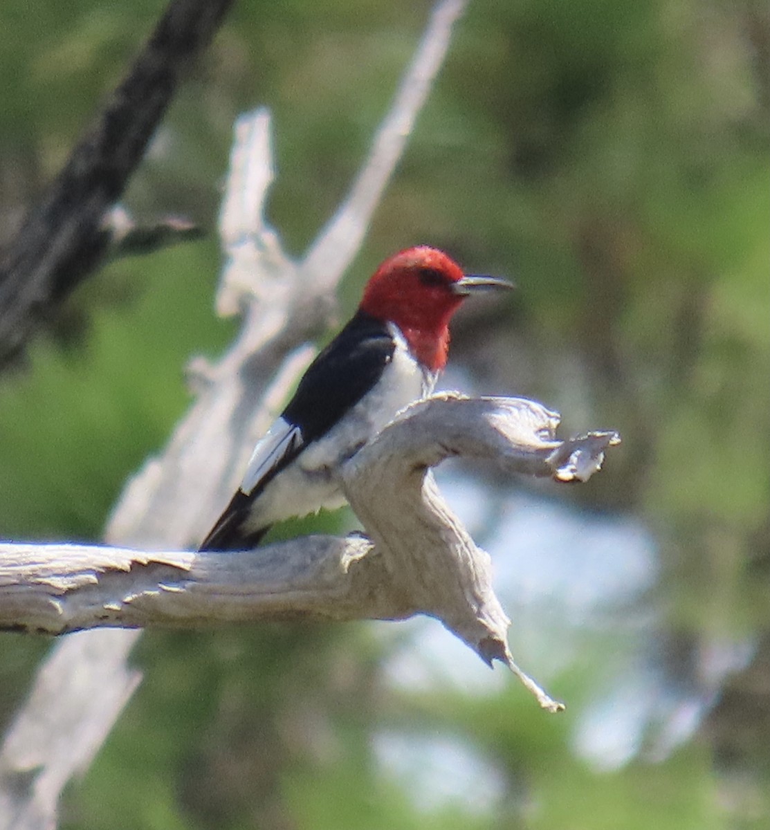 Red-headed Woodpecker - ML620648000