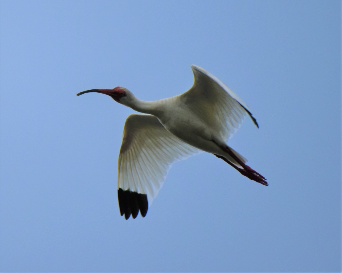 ibis bílý - ML620648001