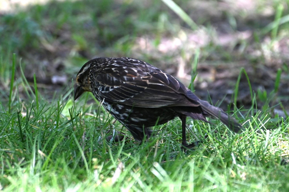 Red-winged Blackbird - ML620648009