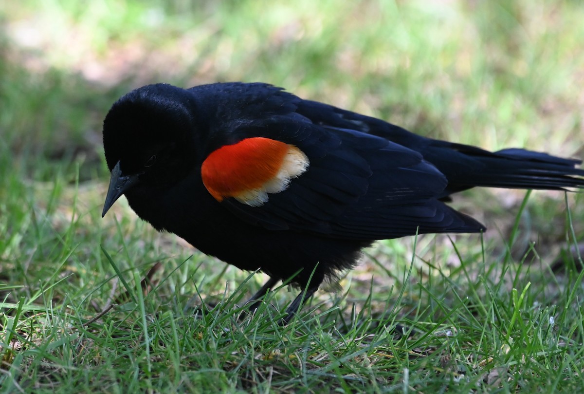 Red-winged Blackbird - ML620648010