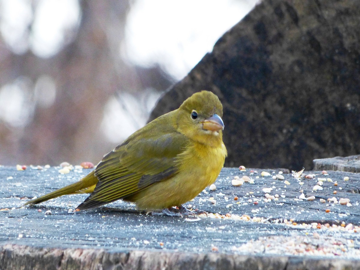 Summer Tanager - ML620648012