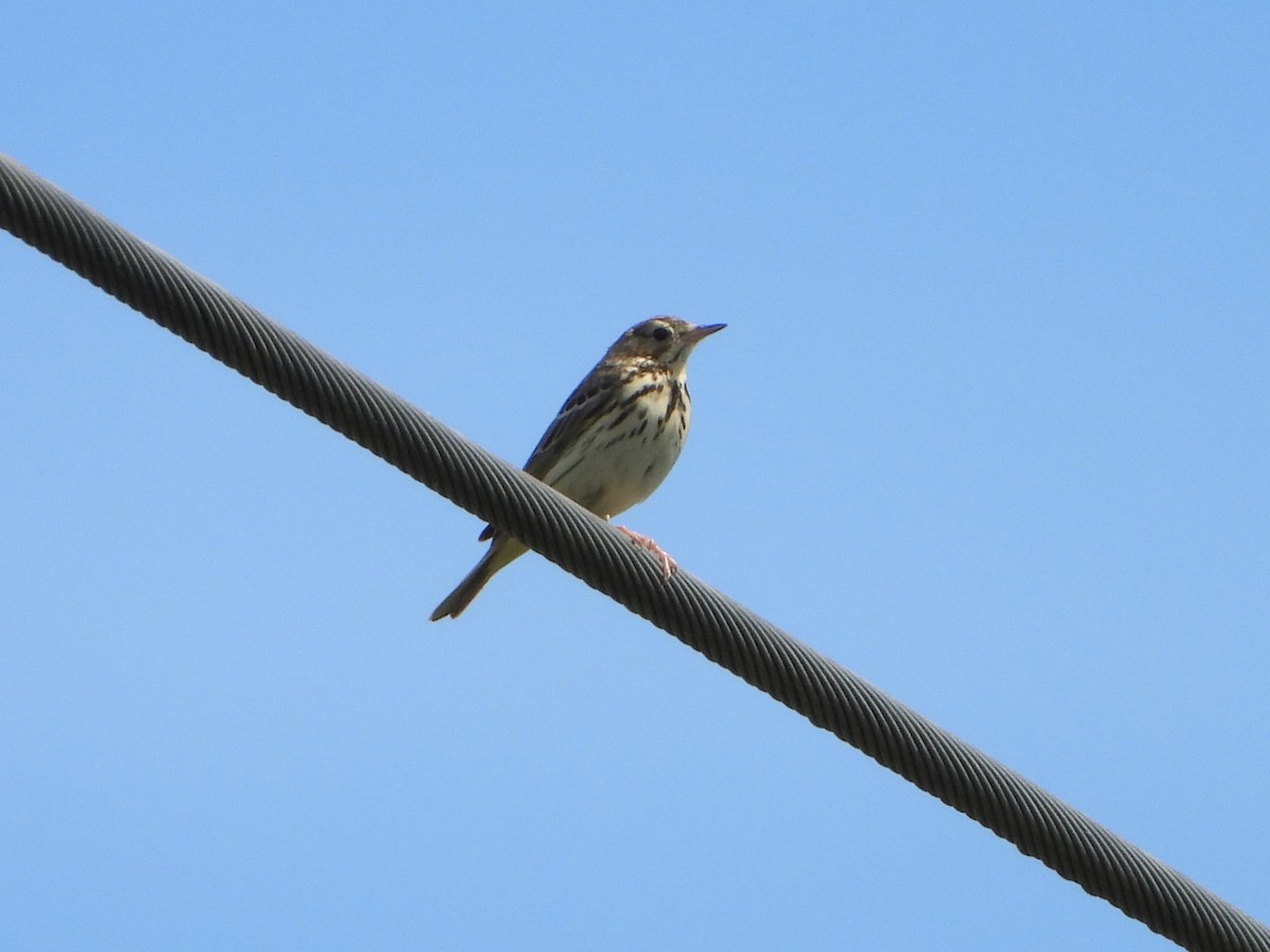 Tree Pipit - ML620648016