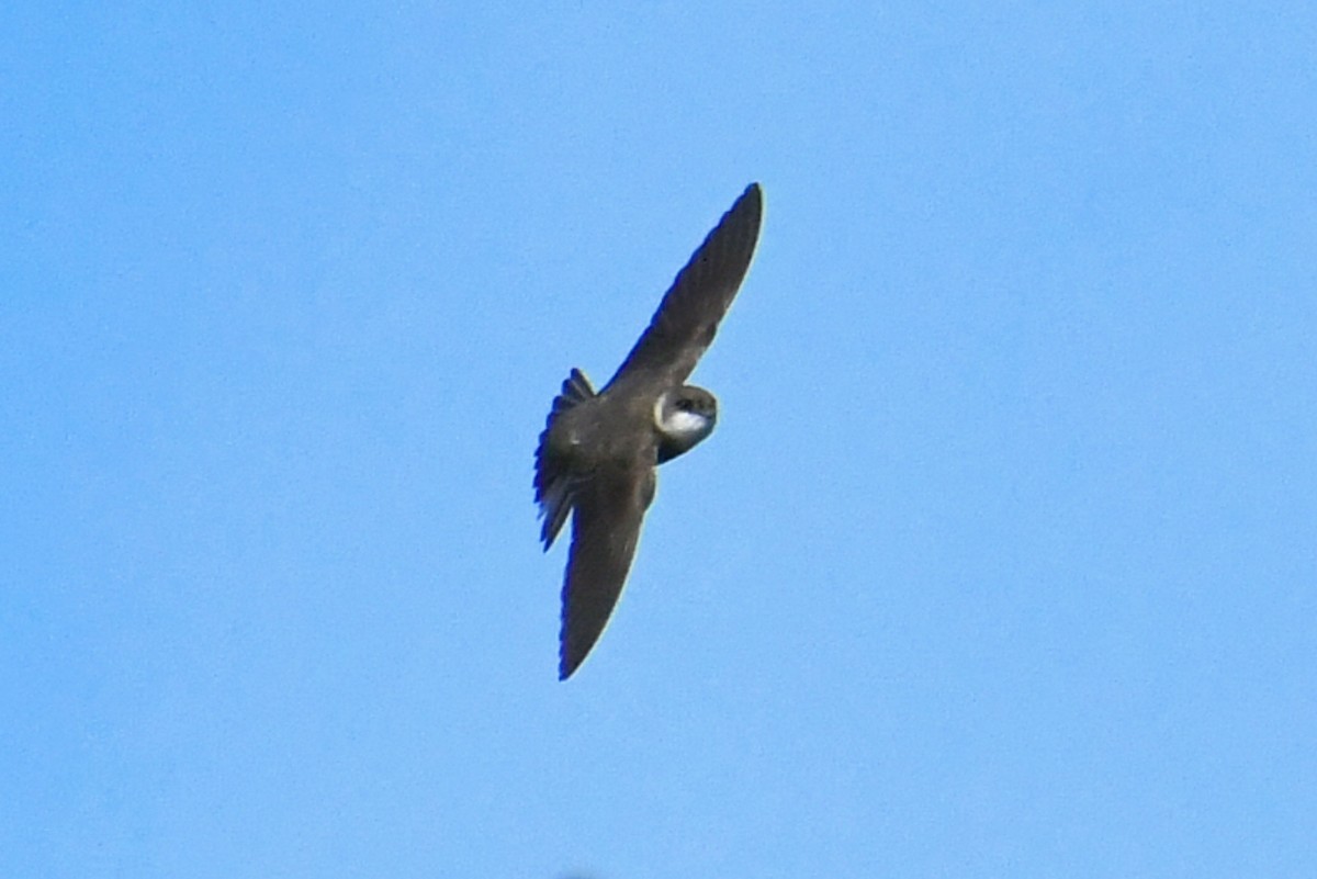 Avión Zapador - ML620648017