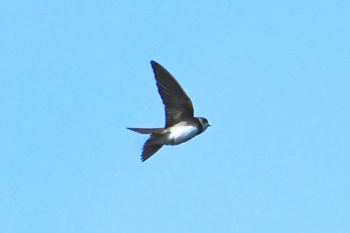 Bank Swallow - ML620648023