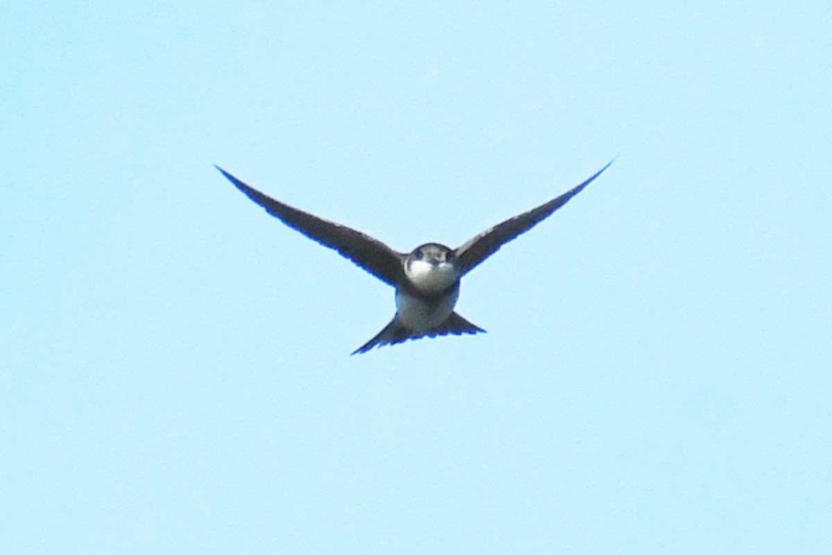 Bank Swallow - ML620648026