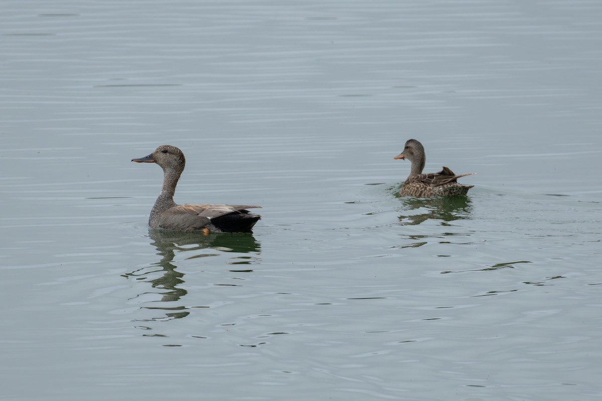 Gadwall - ML620648027